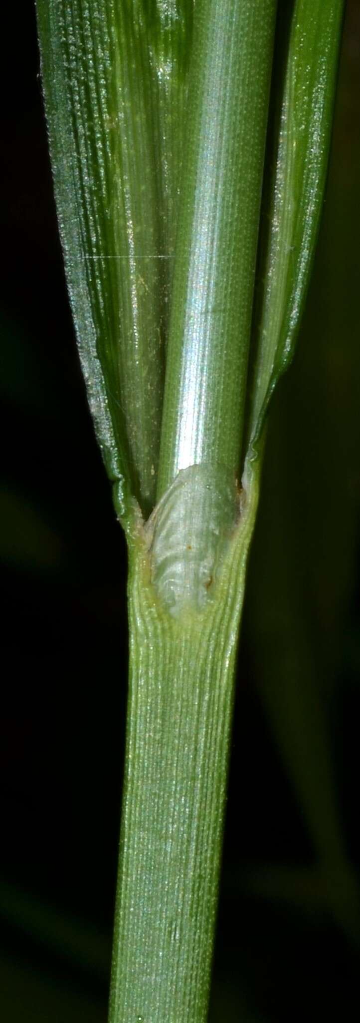 Sivun Scirpus georgianus R. M. Harper kuva