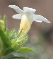 صورة Sutera campanulata (Benth.) O. Kuntze