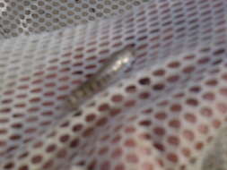 Image of Banded Killifish