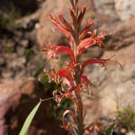 Tritoniopsis antholyza (Poir.) Goldblatt的圖片