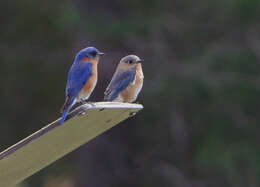 Image of Eastern Bluebird