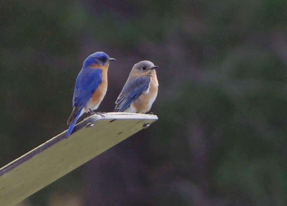 Image of Eastern Bluebird