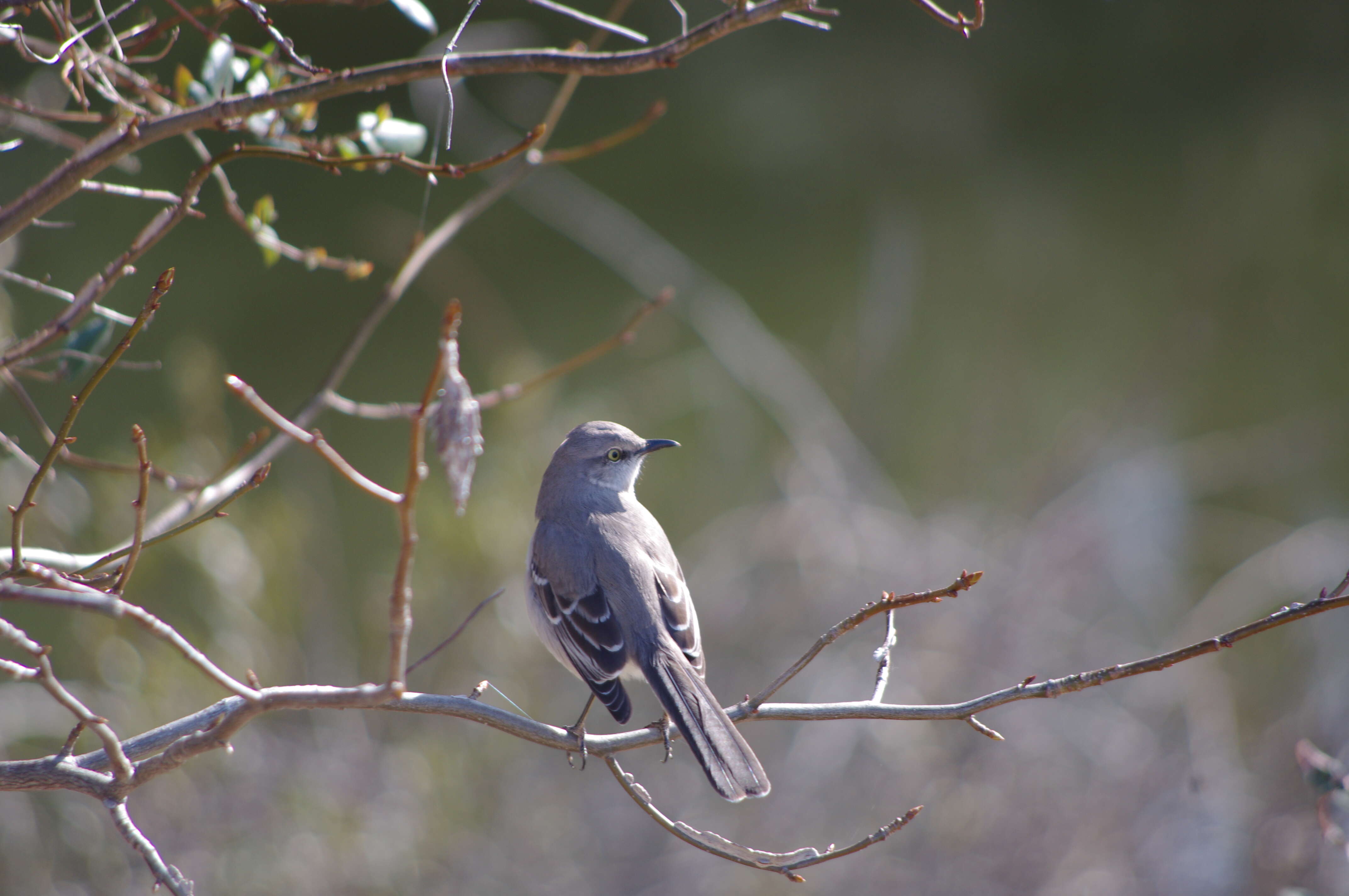 Image of Northern Mockingbird