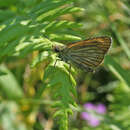 Image of Thymelicus sylvatica Bremer 1861