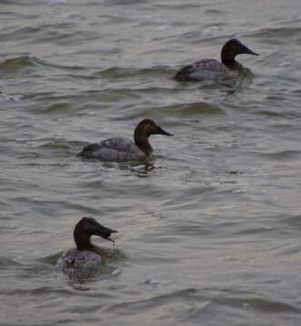 Image of Canvasback