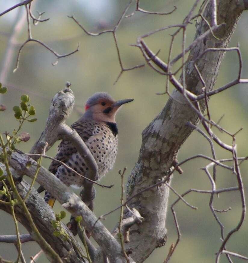 Image of Northern Flicker