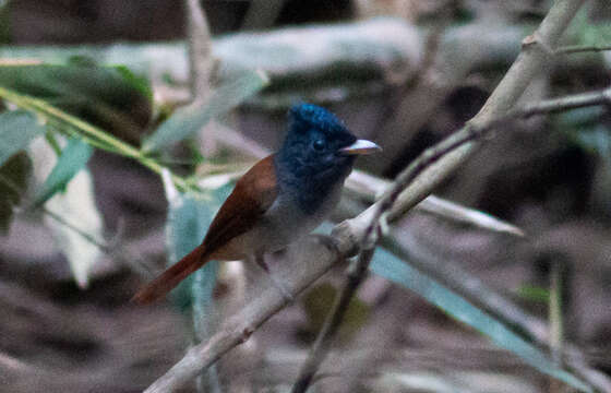 Image of Blyth's Paradise Flycatcher