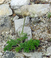 Imagem de Pulsatilla ajanensis Regel & Tiling