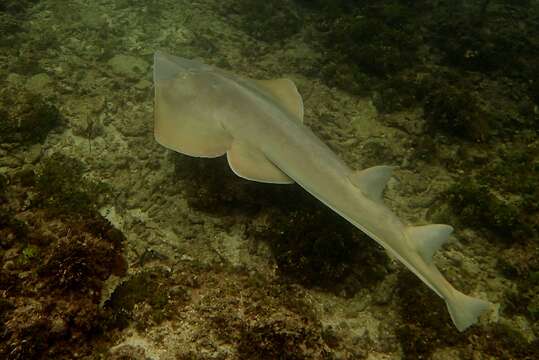 Image of Halavi Guitarfish