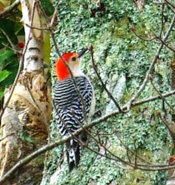 Image of Red-bellied Woodpecker