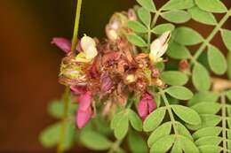 Image of Florida prairie-clover