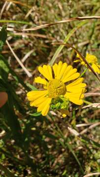 Image of Virginia Sneezeweed