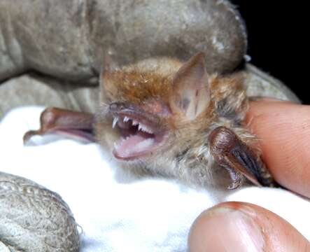 Image of Damara Woolly Bat -- Damara Woolly Bat