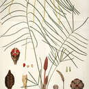 Image de Zamia angustifolia Jacq.