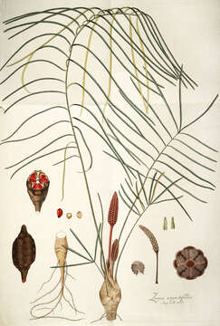 Image de Zamia angustifolia Jacq.