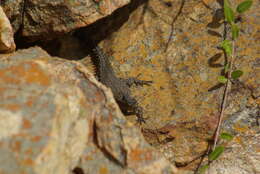 Image of Van Dam's Girdled Lizard