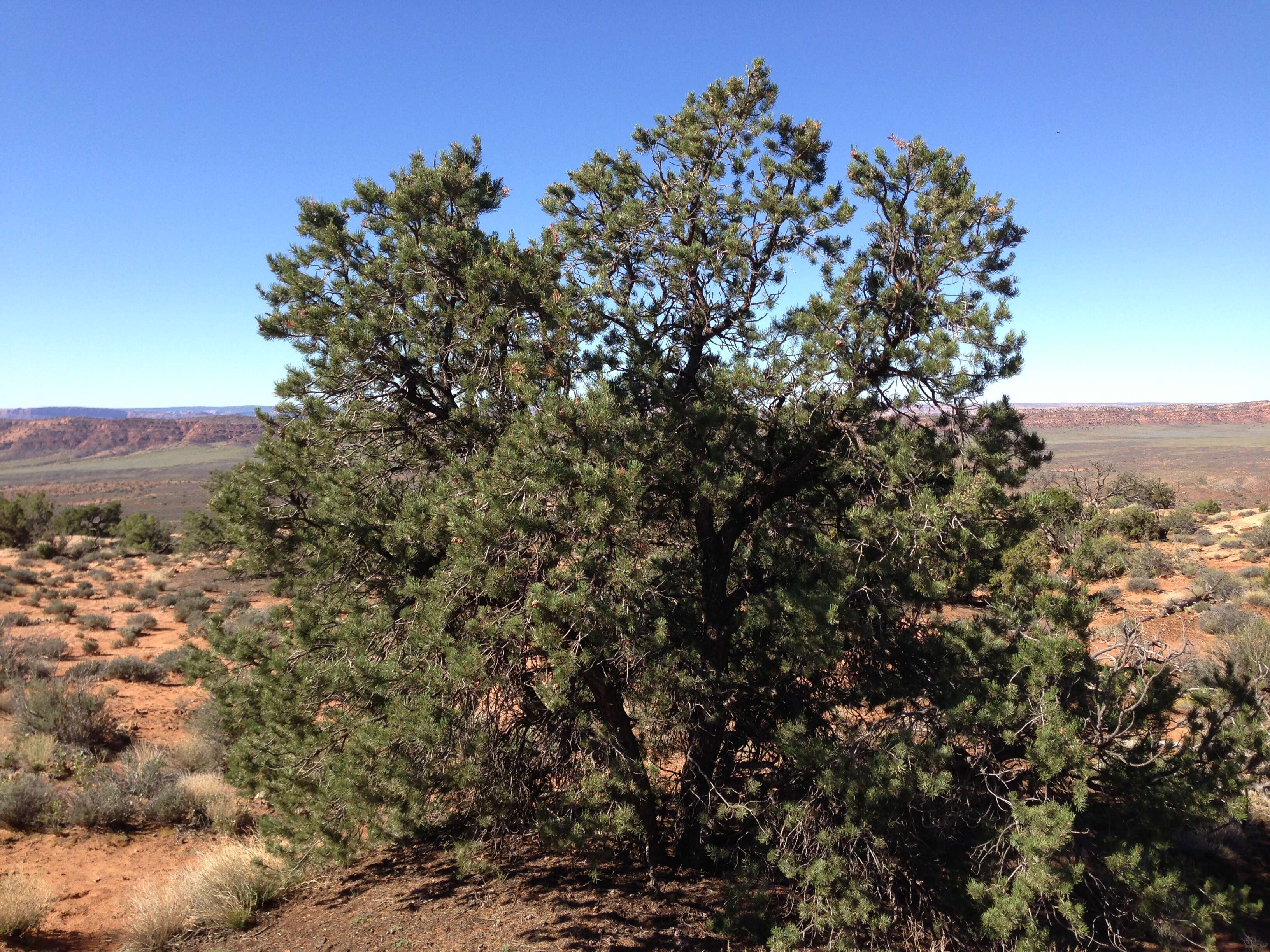 Image of Colorado Pinyon