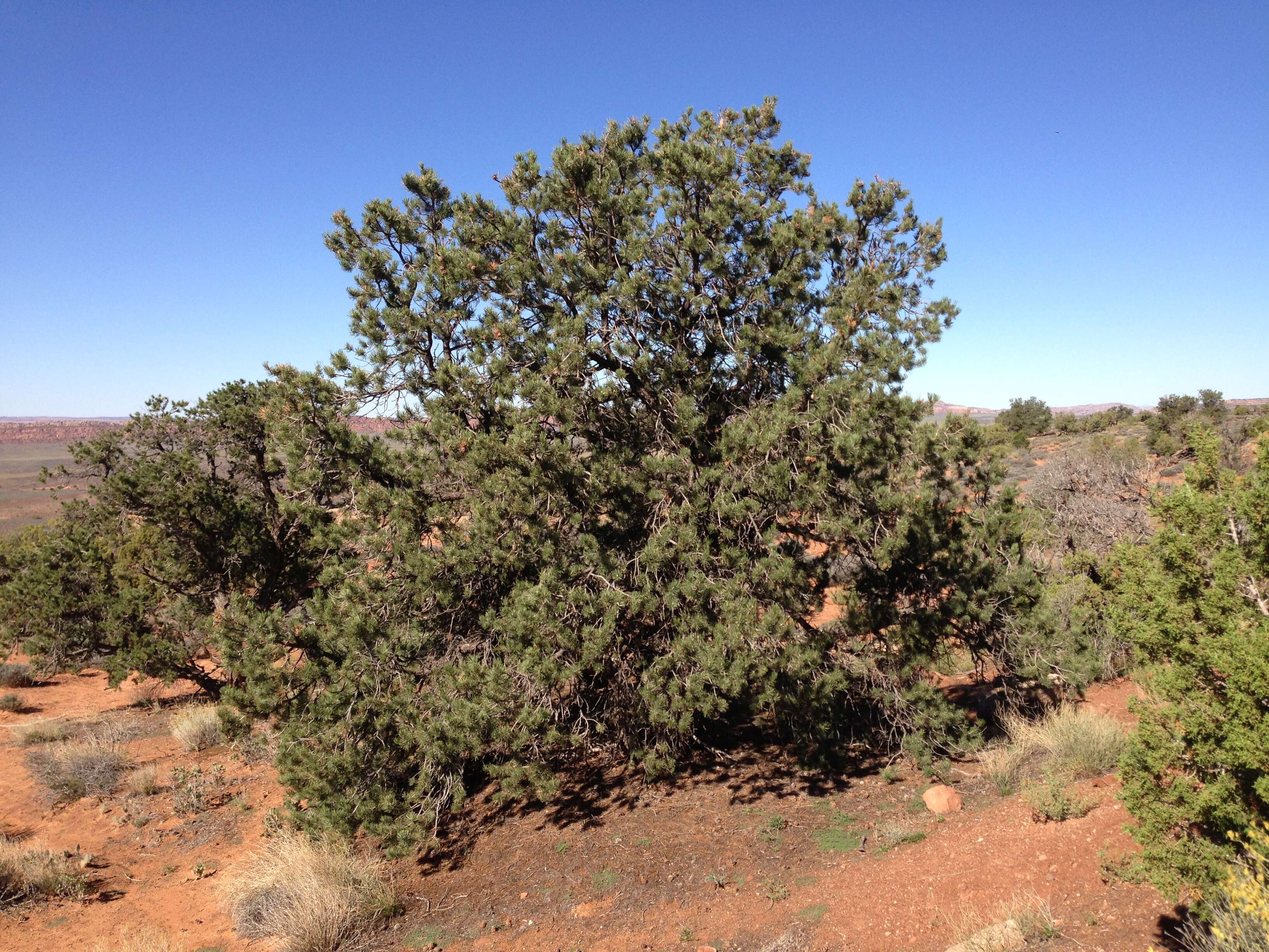 Image of Colorado Pinyon