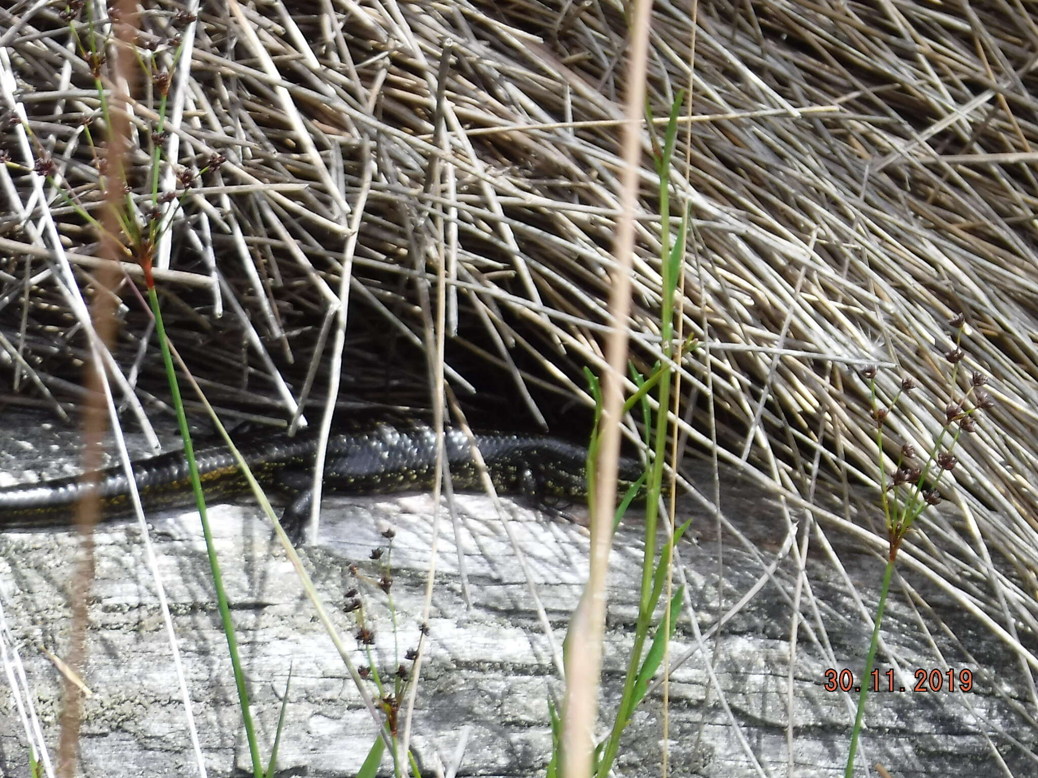 Image of Western Glossy Swamp Skink