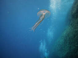 Image of Purplestriped jellyfishes