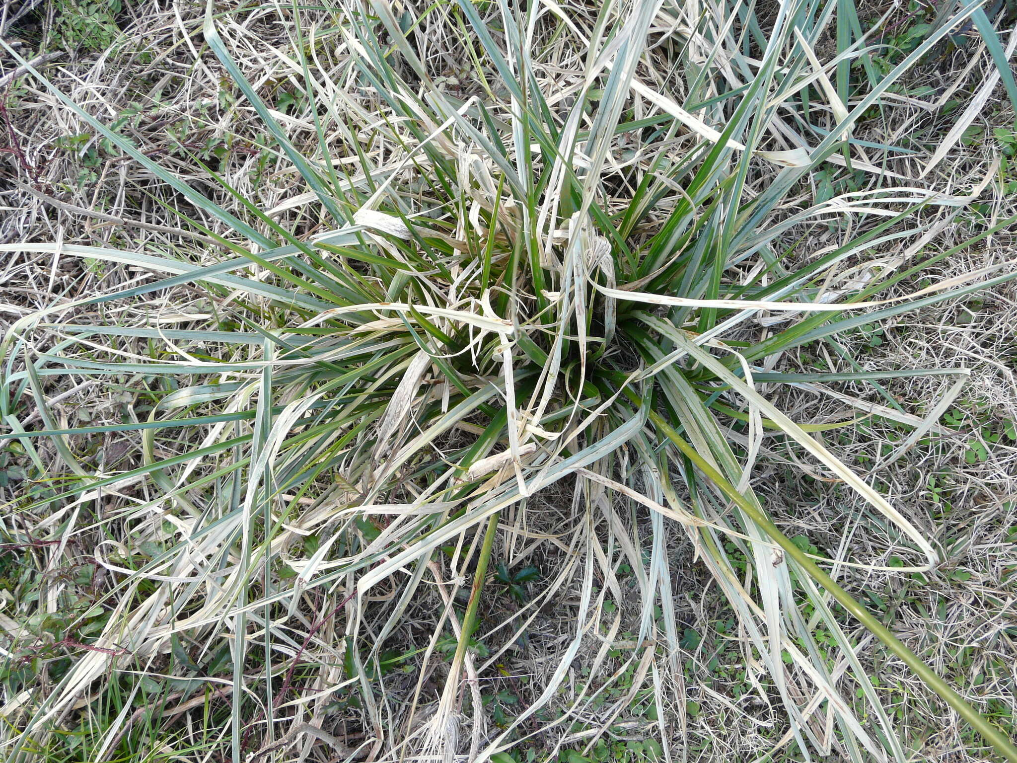 Image of woodrush flatsedge