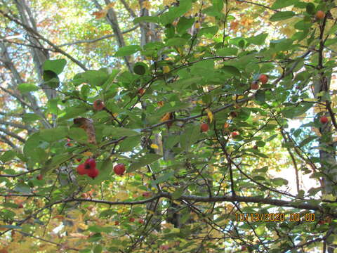 Image of plumleaf crab apple