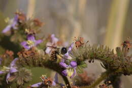 Image of Xylocopa tabaniformis azteca Cresson 1878