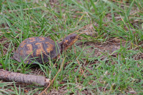 Image of American Box Turtle