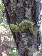 Image of Mixtecan Arboreal Alligator Lizard