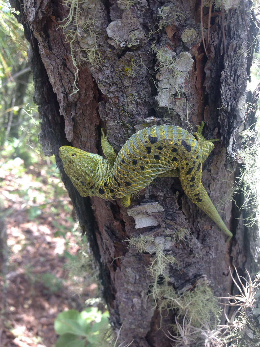 Image of Mixtecan Arboreal Alligator Lizard