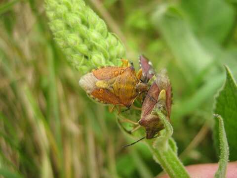 Image of <i>Carpocoris purpureipennis</i>