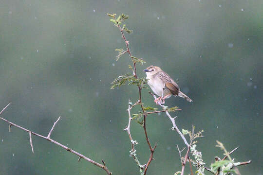 Image of Short-winged Cisticola