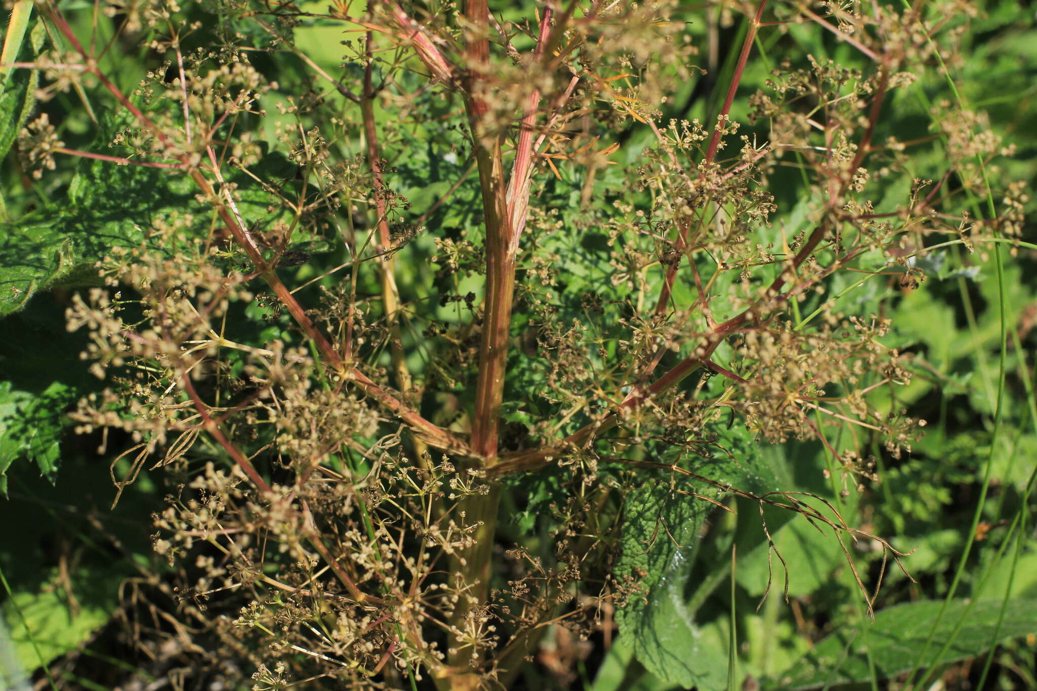 Image of Trinia multicaulis (Poir.) Schischkin