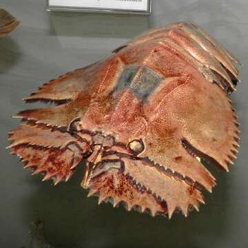 Image of Japanese Fan Lobster