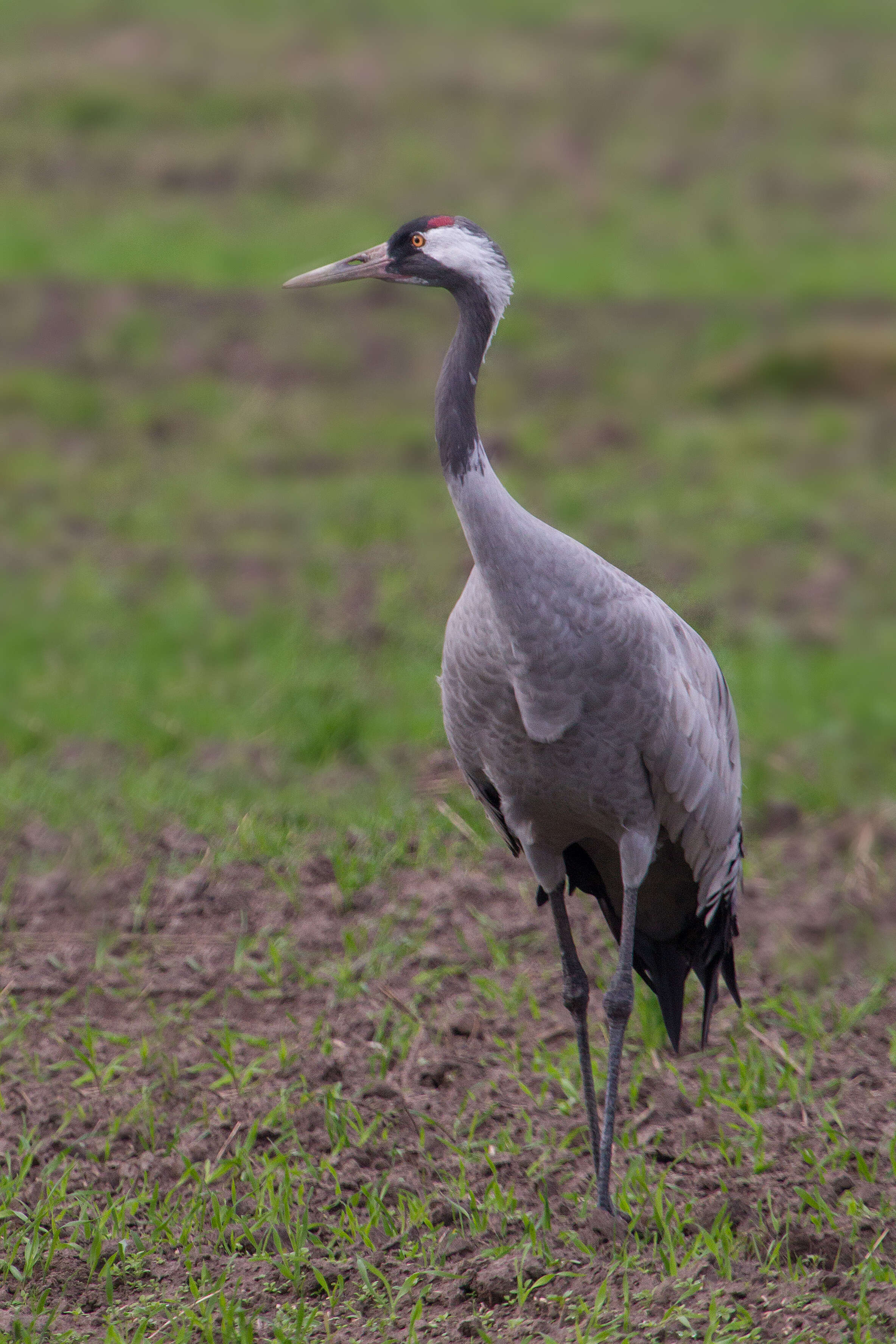 Image of Common Crane