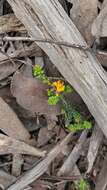 Image of Pultenaea gunnii Benth.