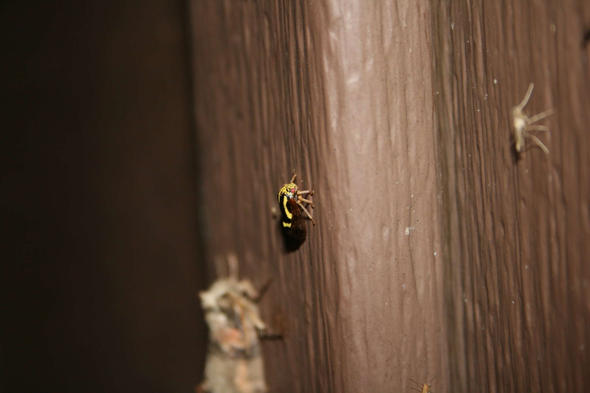 Image of Ophiderma flava Goding