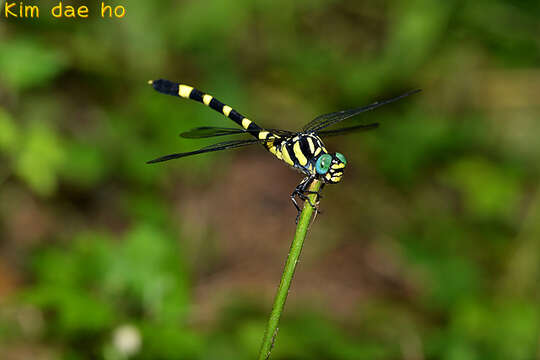 Image of Lamelligomphus ringens (Needham 1930)