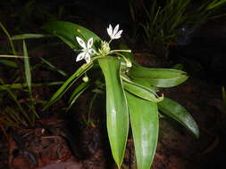 Image of Schelhammera multiflora R. Br.