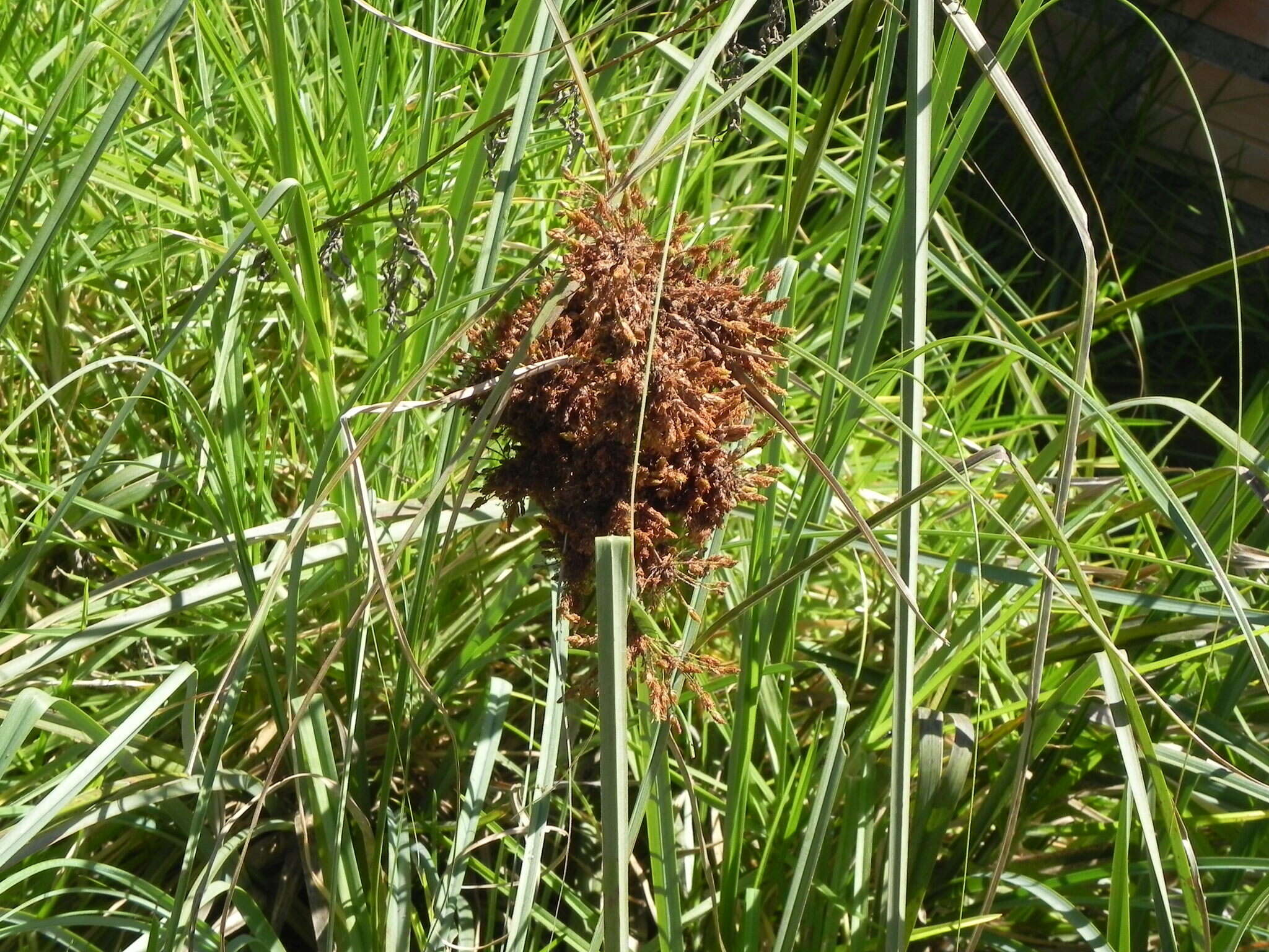 Image of Rhodoscirpus asper (J. Presl & C. Presl) Lév.-Bourret, Donadío & J. R. Starr