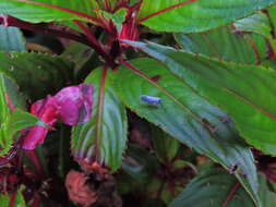 Imagem de Impatiens hawkeri W. Bull