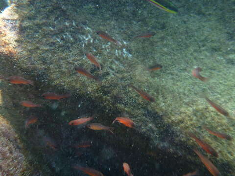 Image of Blacktip Cardinalfish