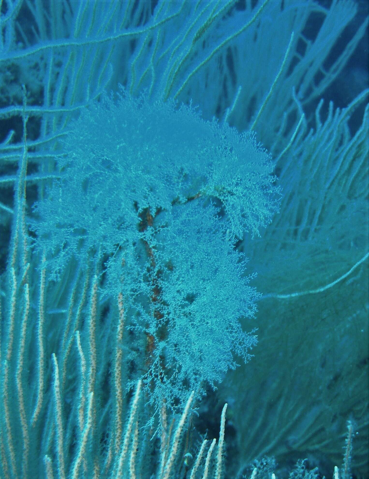 Слика од Sertularella crassicaulis (Heller 1868)