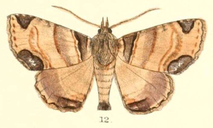 صورة Sypnoides pannosa Moore 1882