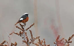 Image of Güldenstädt's Redstart