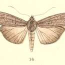 Image of Sadarsa longipennis Moore 1882