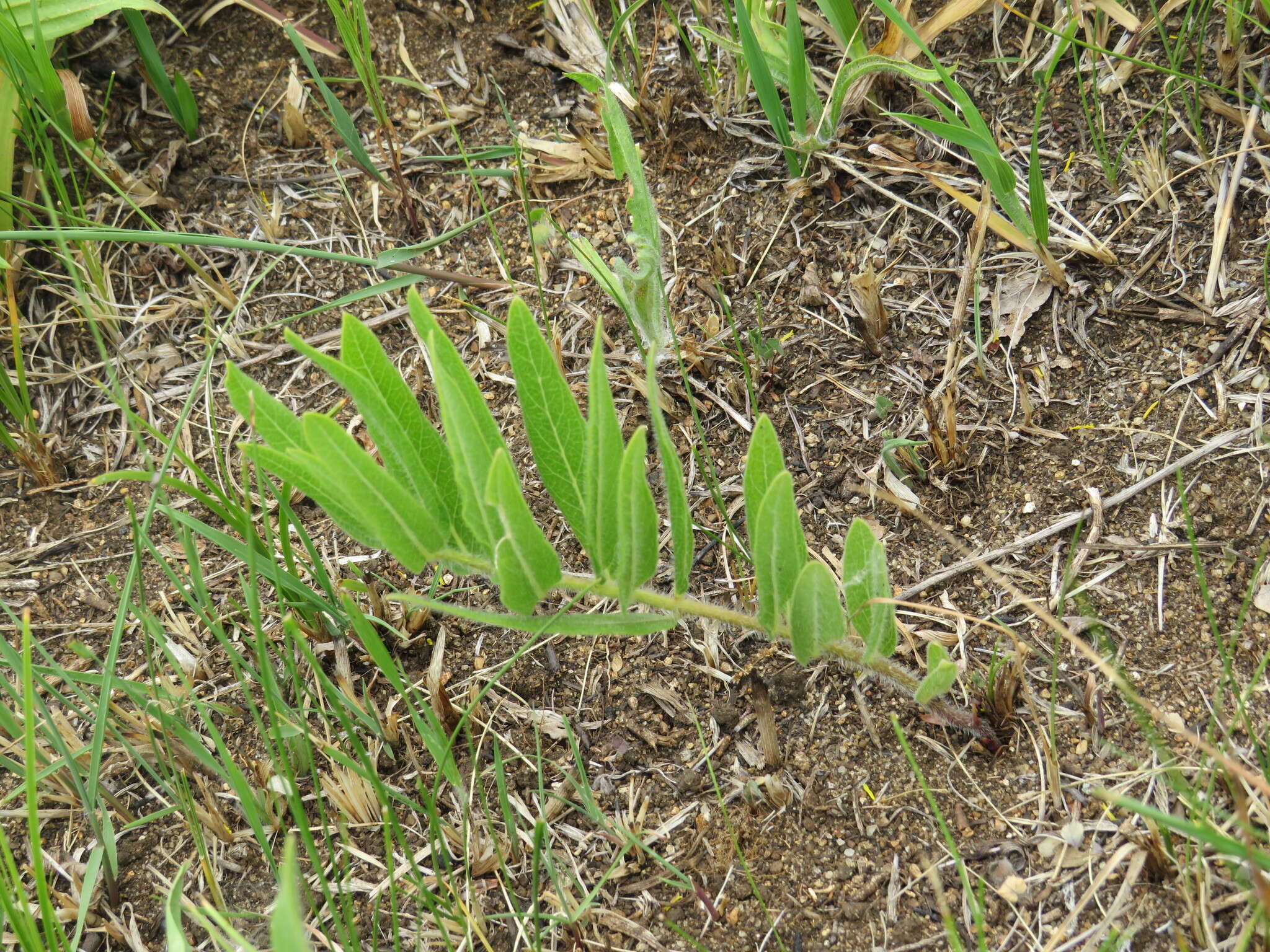 Image of sidecluster milkweed