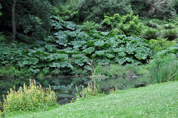 Image of giant rhubarb