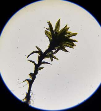 Image of Streblotrichum convolutum (Hedw.) P. Beauv.