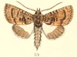 Image de Catephia dentifera Moore 1882